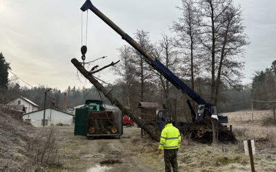 Městská zeleň pod kontrolou: proč nestačí posekat jednou ročně