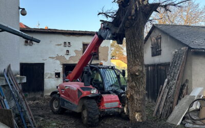 Rizikové kácení stromů: kdy je nutné zasáhnout a proč se nespoléhat na štěstí